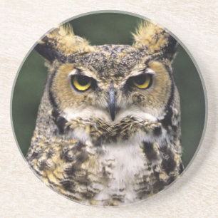 Posavasos Búho Americano (Bubo virginianus), cuerpo completo