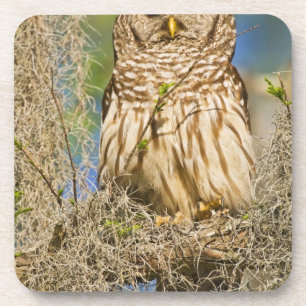 Posavasos Búho barredado (Strix varia) posado en un ciprés