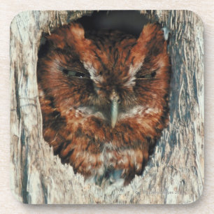 Posavasos Búho el dormir en un árbol