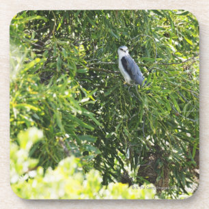 Posavasos Búho que se encarama en un árbol