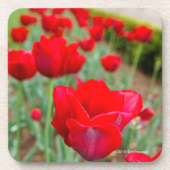 Posavasos Bulbos de Haupt, primer (Frente)