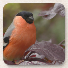 Posavasos Bull Finch