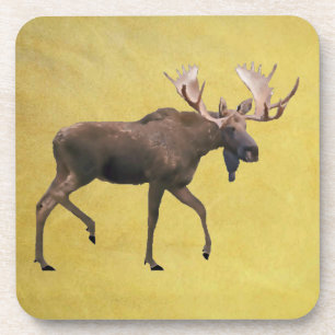 Posavasos Bull Moose