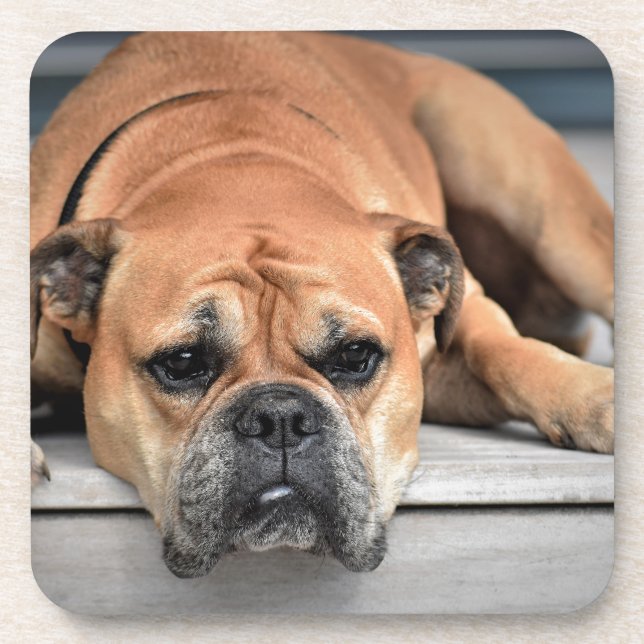 Posavasos Bulldog (Frente)