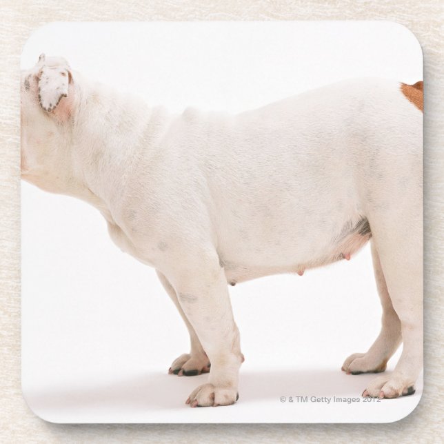 Posavasos Bulldog (Frente)