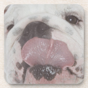 Posavasos Bulldog 2