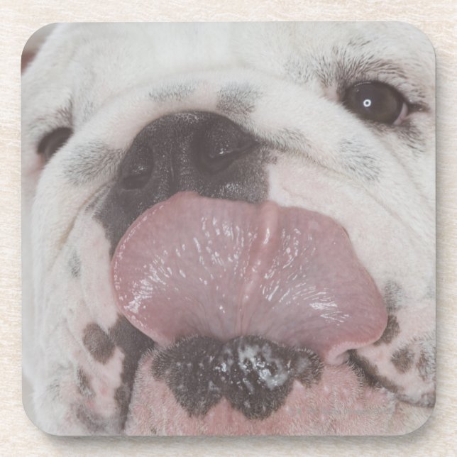 Posavasos Bulldog 2 (Frente)