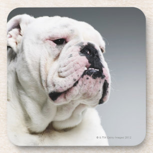 Posavasos Bulldog blanco