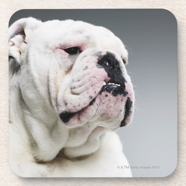Posavasos Bulldog blanco (Frente)