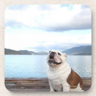 Posavasos bulldog feliz que se sienta en cubierta cerca del
