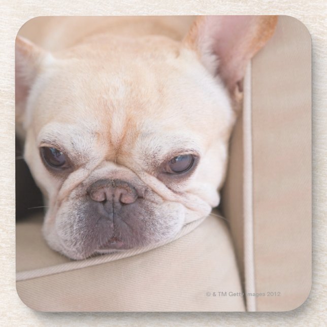 Posavasos Bulldog francés que descansa sobre el sofá (Frente)