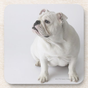 Posavasos Bulldog inglés blanco