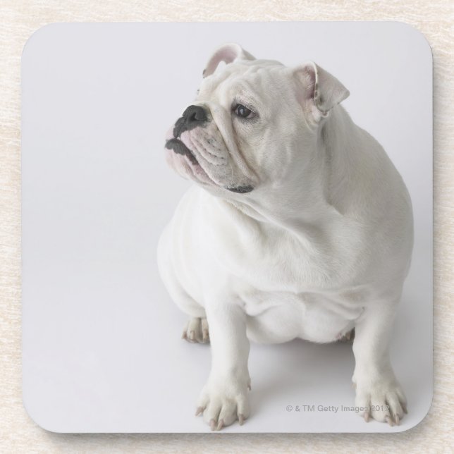 Posavasos Bulldog inglés blanco (Frente)