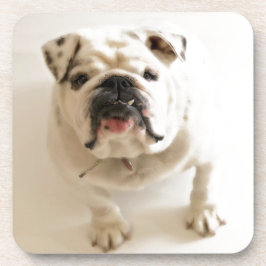 Posavasos Bulldog muy lindo