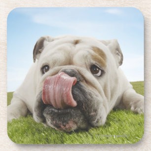 Posavasos Bulldog que miente en la hierba que lame los