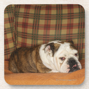Posavasos bulldog que miente en un sofá