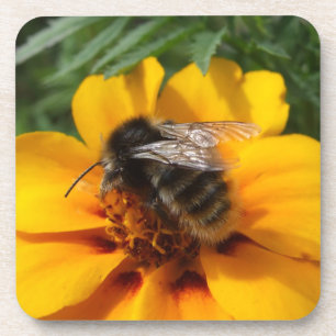 Posavasos Bumble Bee Coasters