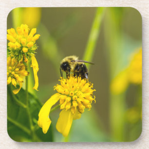 Posavasos Bumblebee