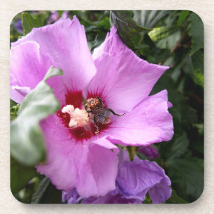 Posavasos Bumblebee en la flor de Hibiscus