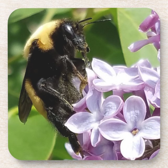 Posavasos Bumblebee On Lilac cerca de djoneill (Frente)