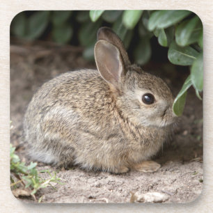Posavasos Bunny cuadrado