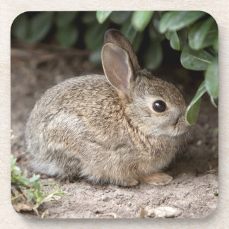 Posavasos Bunny cuadrado