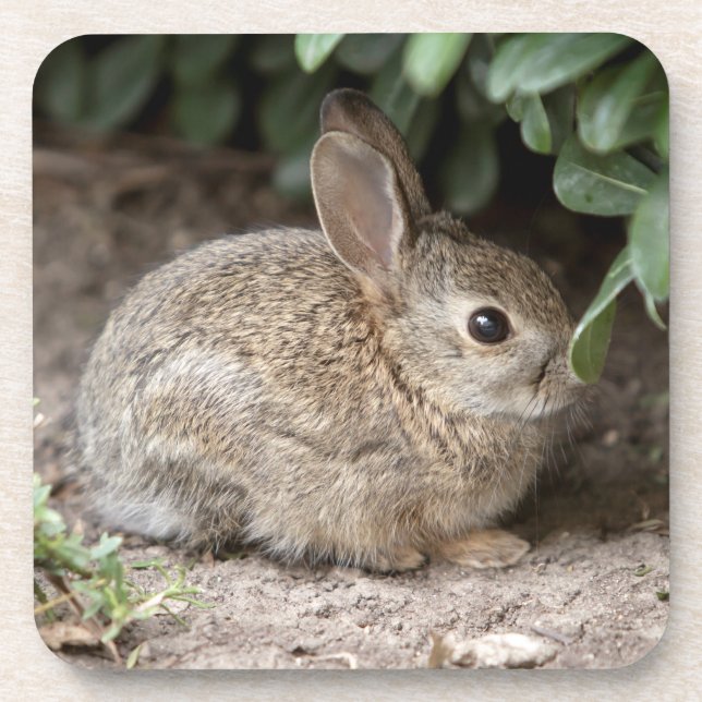 Posavasos Bunny cuadrado (Frente)