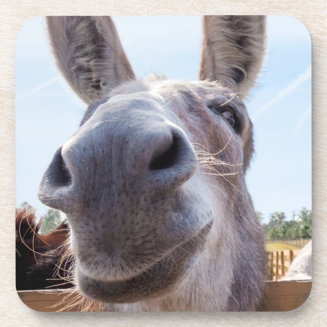 Posavasos Burro gris sonriente cómico (Frente)