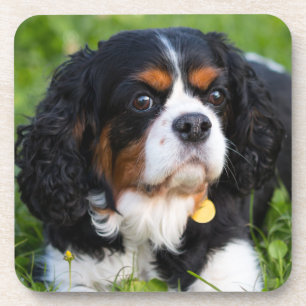 Posavasos Caballero Tri Color King Charles Spaniel Dog