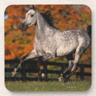 Posavasos Caballo árabe: Otoño 1