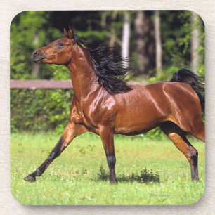 Posavasos Caballo árabe que corre 2