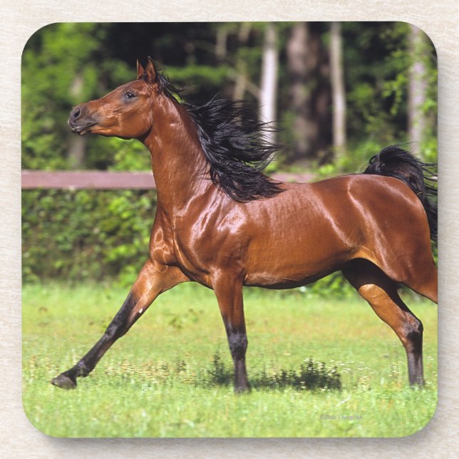 Posavasos Caballo árabe que corre 2 (Frente)
