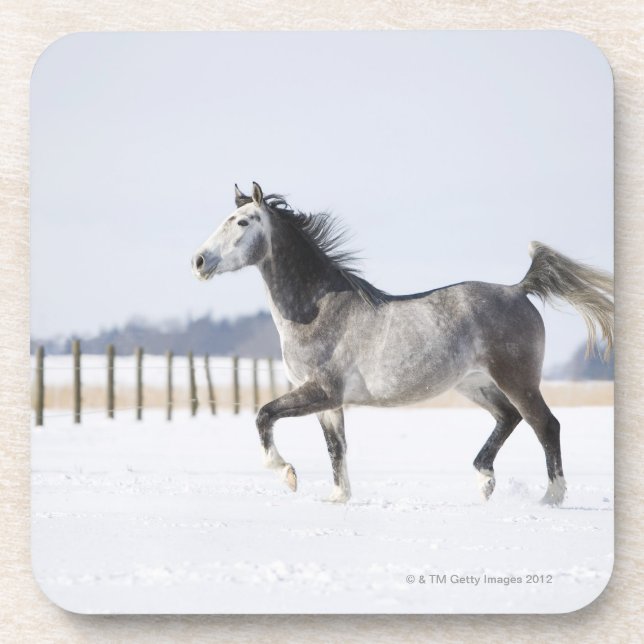 Posavasos caballo blanco en invierno (Frente)
