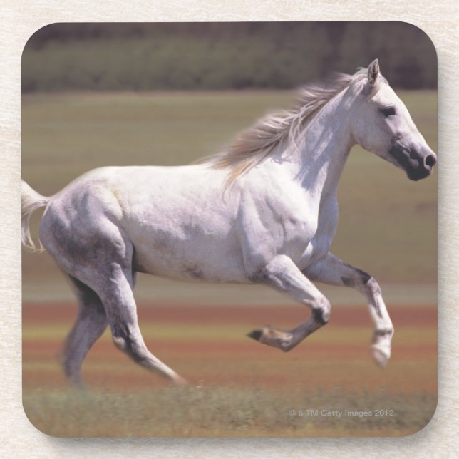 Posavasos Caballo blanco que corre en campo (Frente)