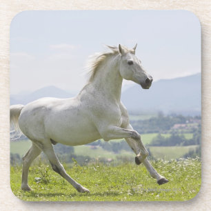 Posavasos caballo blanco que corre en prado