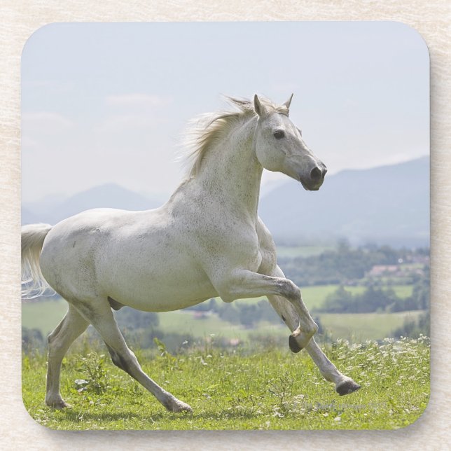 Posavasos caballo blanco que corre en prado (Frente)