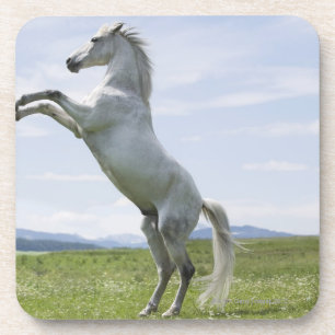 Posavasos caballo blanco que salta en prado