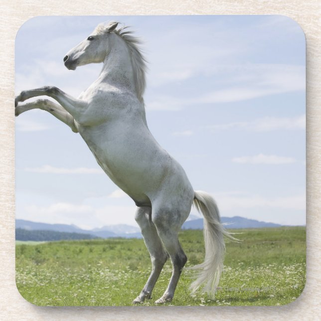 Posavasos caballo blanco que salta en prado (Frente)