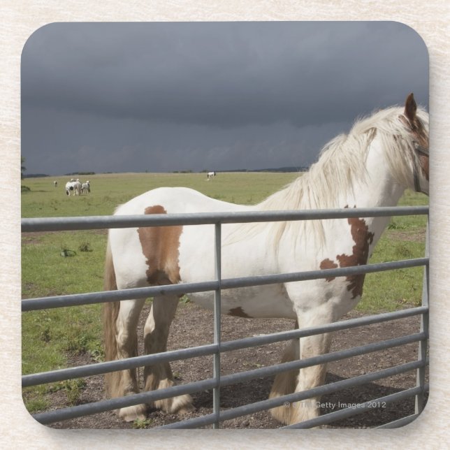 Posavasos Caballo cerca de una cerca (Frente)