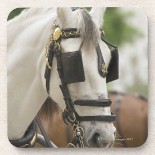 Posavasos Caballo con las anteojeras