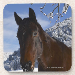 Posavasos Caballo de Brown en invierno