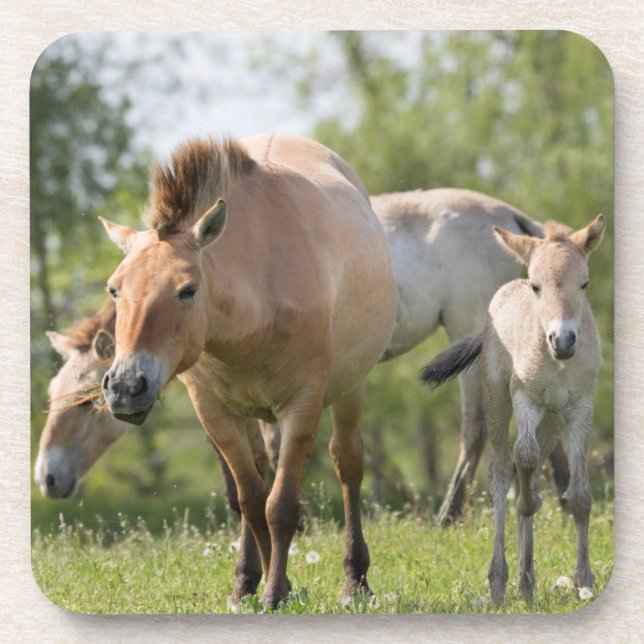 Posavasos Caballo de Przewalski y potro caminando (Frente)