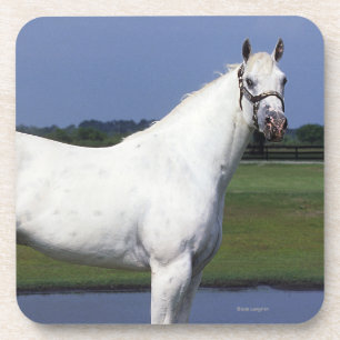 Posavasos Caballo del Appaloosa
