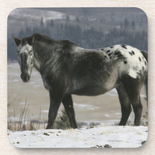 Posavasos Caballo del Appaloosa en la nieve