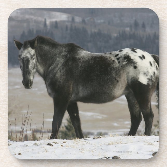 Posavasos Caballo del Appaloosa en la nieve (Frente)