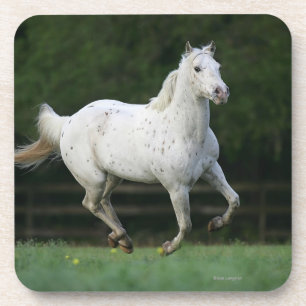 Posavasos Caballo del Appaloosa que corre 1