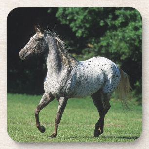 Posavasos Caballo del Appaloosa que corre 2