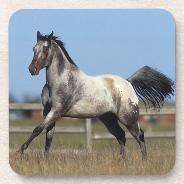 Posavasos Caballo del Appaloosa que corre 3 (Frente)