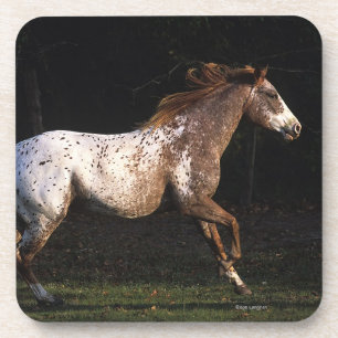 Posavasos Caballo del Appaloosa que corre 4