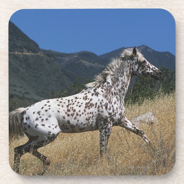 Posavasos Caballo del Appaloosa que funciona con para arriba (Frente)